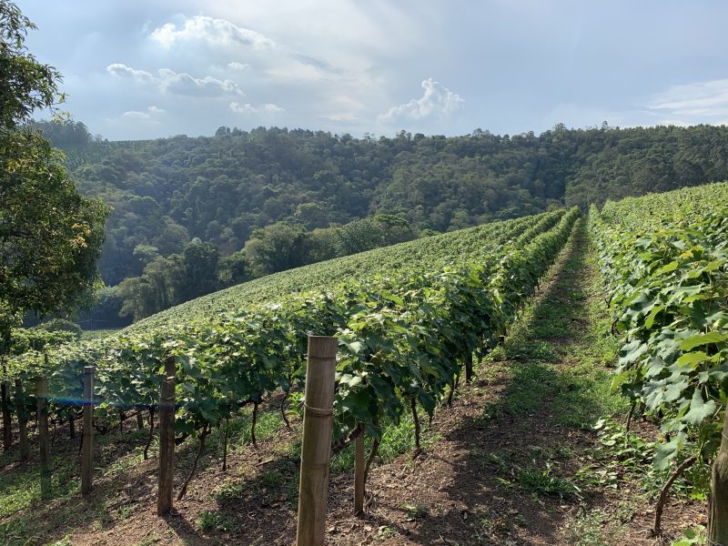 Vinicolas-da-rota-do-vinho-de-Jundiai-SP