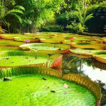 d5009e32-amazonia